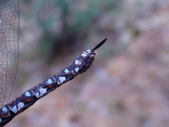 Rhionaeschna californica