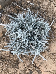 Krascheninnikovia lanata