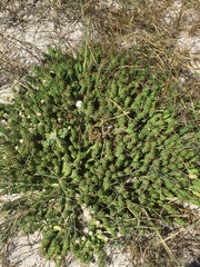 Euphorbia caput-medusae