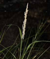 Calamagrostis stricta