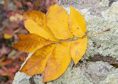 Carya tomentosa