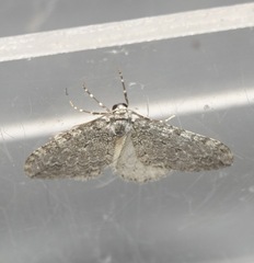 Epirrita dilutata