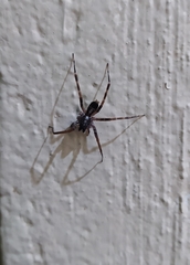 Megalostrata
