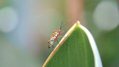 Hypselonotus interruptus