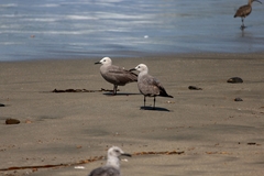 Leucophaeus modestus