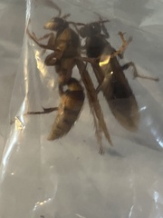 Polistes carnifex carnifex