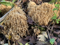 Ramaria stricta