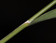 Calamagrostis stricta
