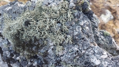 Ramalina capitata