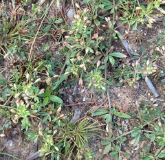 Glinus oppositifolius