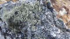 Ramalina capitata