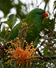 Trichoglossus chlorolepidotus