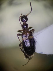 Anthicidae