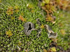 Leptochidium albociliatum