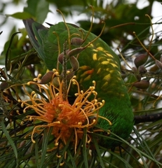 Trichoglossus chlorolepidotus