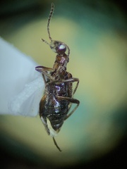 Anthicidae