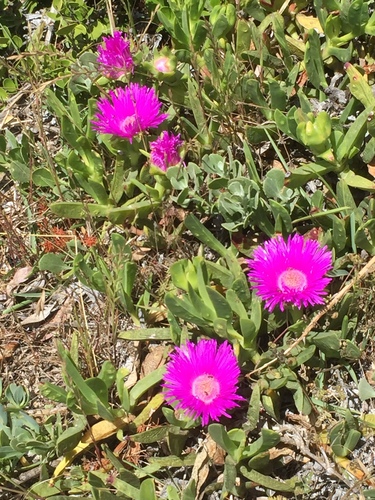 Carpobrotus acinaciformis