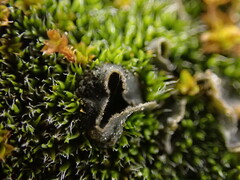 Leptochidium albociliatum