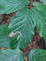 Stigmella hemargyrella