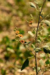 Sphaeralcea bonariensis
