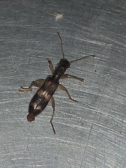 Cymatodera