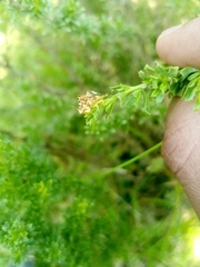 Phymata