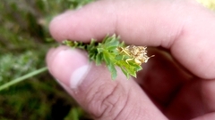 Phymata