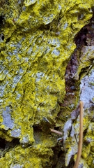 Chrysothrix candelaris