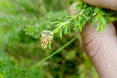 Phymata