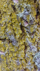 Chrysothrix candelaris