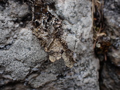 Lobarina scrobiculata