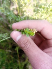 Phymata