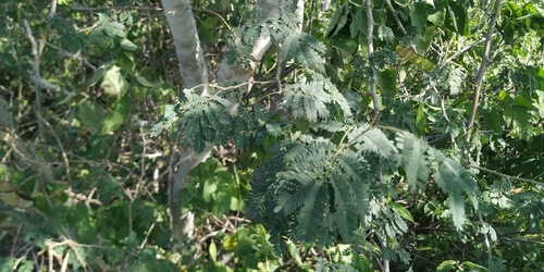 Image of Havardia pallens by (c) Tereso Hernández Morales, some rights reserved (CC BY)