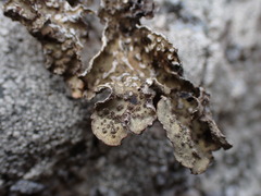 Lobarina scrobiculata