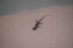 Tarentola mauritanica mauritanica