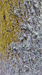 Chrysothrix candelaris