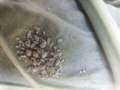 Brevicoryne brassicae