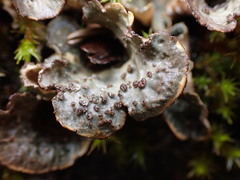 Lobarina scrobiculata