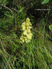 Aconitum anthora