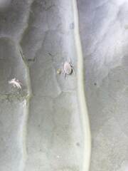 Brevicoryne brassicae