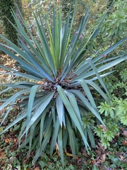 Yucca gloriosa