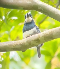 Notharchus pectoralis