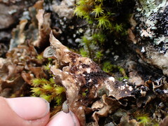 Lobarina scrobiculata