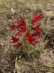 Zephyranthes bifida