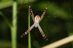 Argiope picta