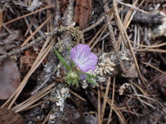 Phacelia linearis