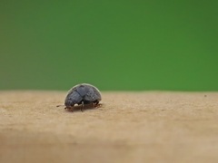 Rhyzobius forestieri