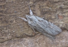 Lithophane leautieri