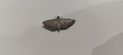 Pilocrocis ramentalis