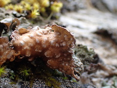 Lobarina scrobiculata